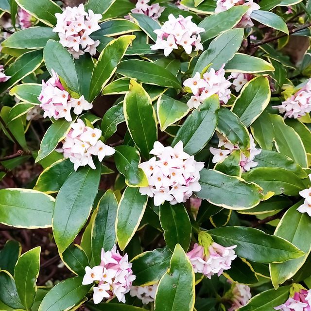 楽天市場】【ジンチョウゲ属】沈丁花 白花4～4.5号ポット : 産直