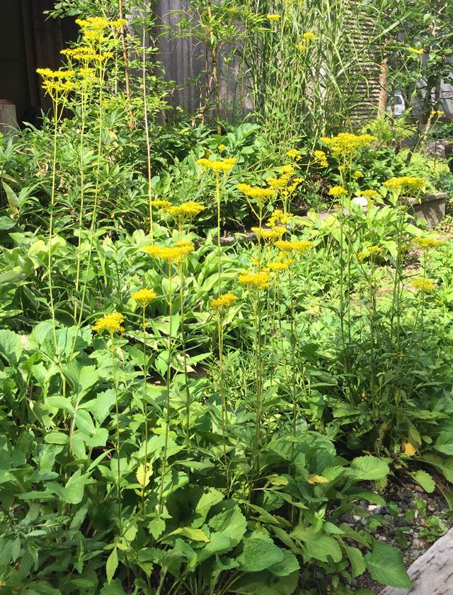 楽天市場 オミナエシ属 オミナエシ 女郎花 3号ポット 産直花だん屋