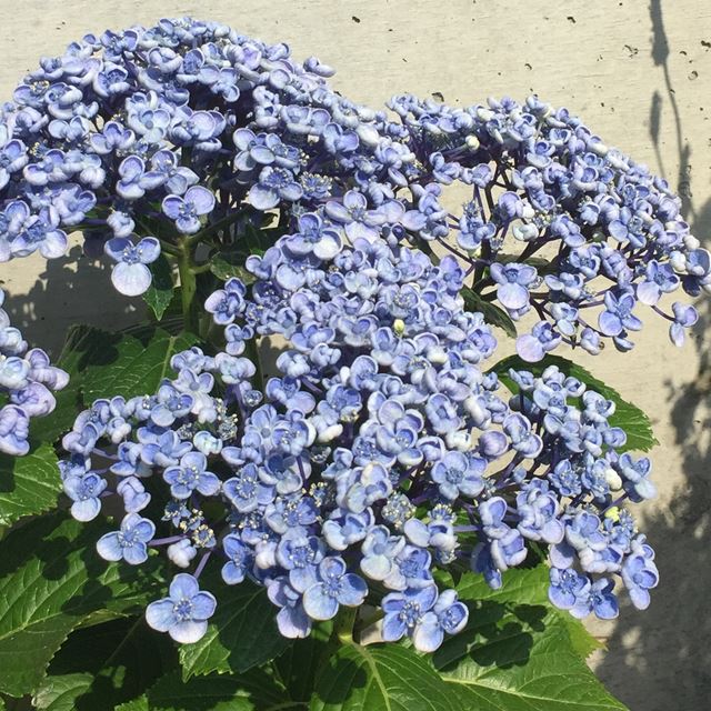 楽天市場 アジサイ属 鉢花額紫陽花おたふくアジサイ 渦アジサイ 6号プラ鉢 産直花だん屋