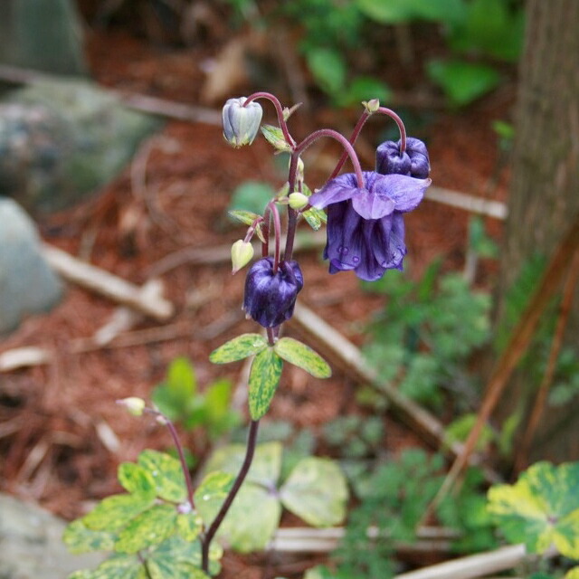楽天市場 オダマキ属 オダマキレクチャムゴールド 3 5号ポット 産直花だん屋