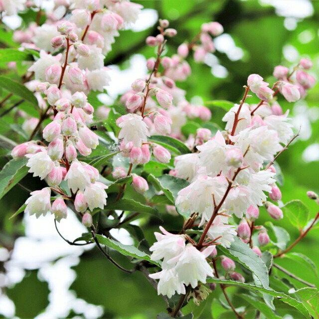 楽天市場】【レプトスペルマム属】ギョリュウバイ八重咲（御柳梅）3号