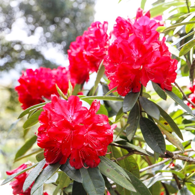 楽天市場】【ツツジ属】大株西洋石楠花ハイドハンター6号ポット : 産直