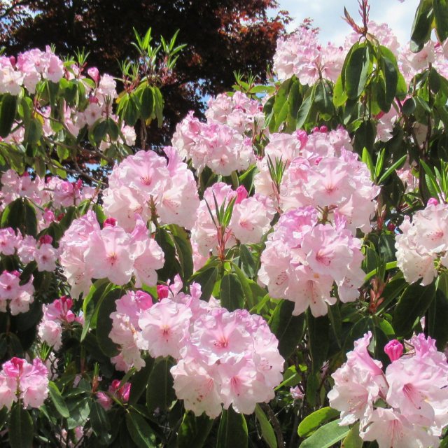 楽天市場】【ツツジ属】大株西洋石楠花 貴婦人5号ポット : 産直花だん屋