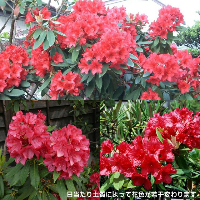 楽天市場 ツツジ属 大株西洋石楠花バルカン 6号ポット 産直花だん屋