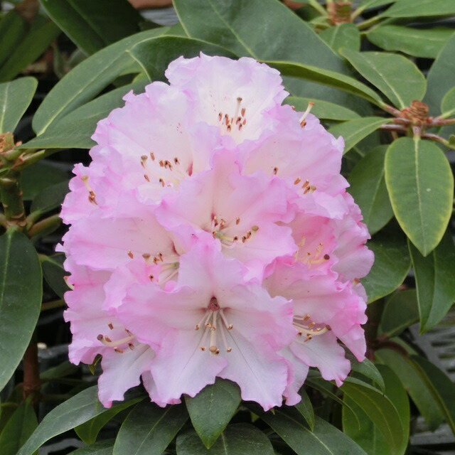 大輪石楠花 楽天市場】【ツツジ属】大株西洋石楠花 貴婦人5号ポット : 産直花だん屋