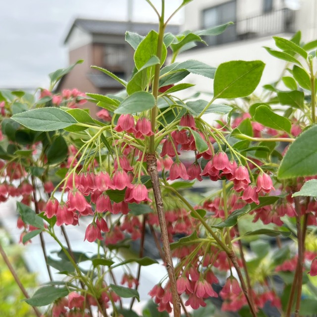 楽天市場】ベニサラサドウダンツツジ 紅更紗満天星躑躅 樹高1.2m