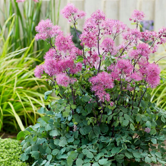 楽天市場】【ヒオウギ属】ダルマ日扇 4.5号ポット : 産直花だん屋