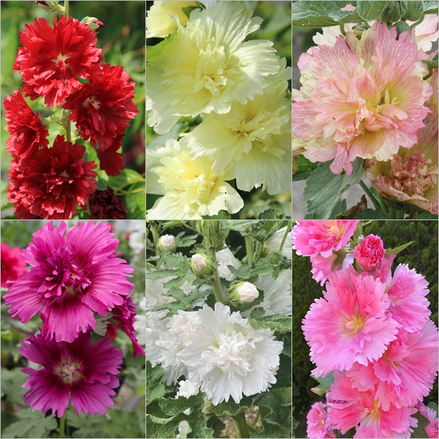 楽天市場】【タチアオイ属】アルセア八重咲 3～3.5号ポット