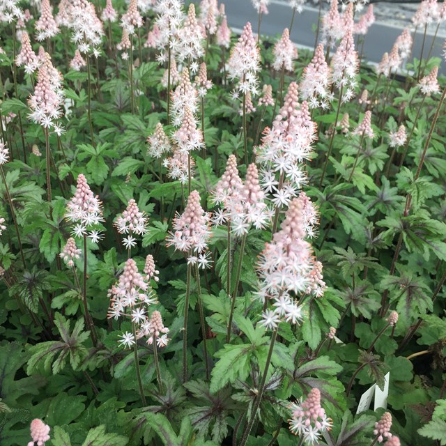 楽天市場】【ホトトギス属】ホトトギス（落葉株）9cmポット : 産直花だん屋