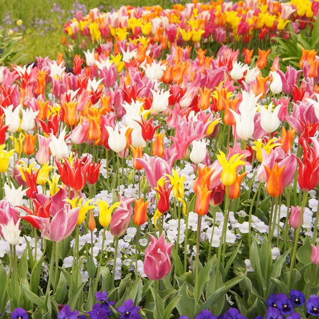 楽天市場】【7～8種類お買い得セット】チューリップ苗 「20個か40個で