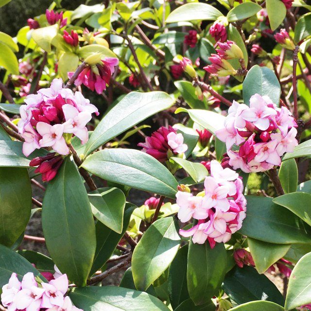 楽天市場】沈丁花（ジンチョウゲ） 苗木 M : 千草園芸