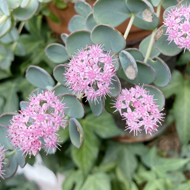 寒霞渓獅子ミセバヤ カット苗 獅子葉ミセバヤ - 「中越植物園