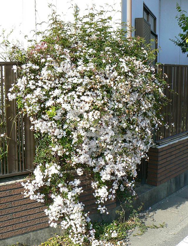 驚くばかり羽衣 ジャスミン 地 植え すべての美しい花の画像