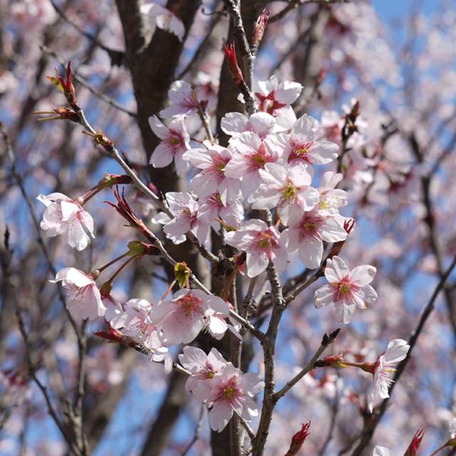 楽天市場 サクラ属 高性桜啓翁桜 けいおう 3 5号ポット接木苗 産直花だん屋