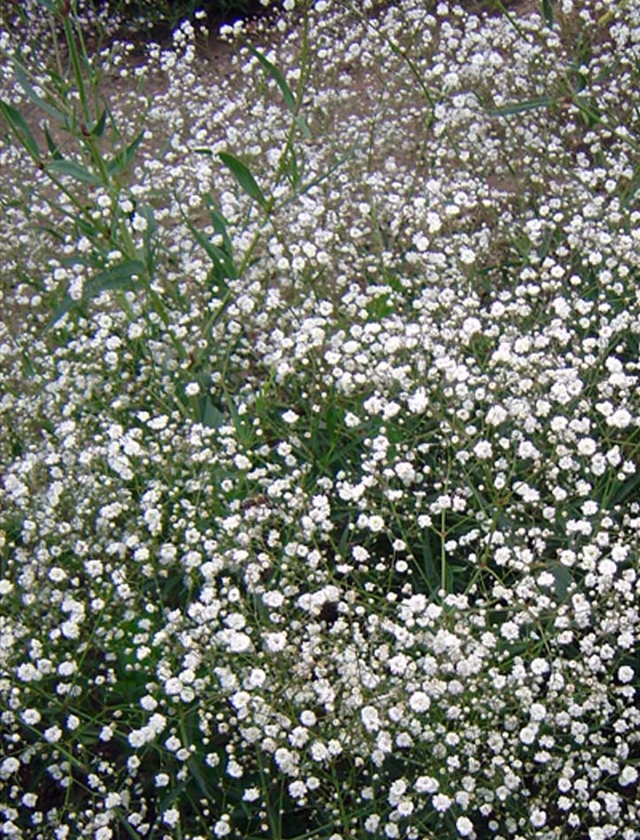 楽天市場 ジプソフィラ属 宿根かすみ草八重咲きホワイト 3 5号ポット 産直花だん屋
