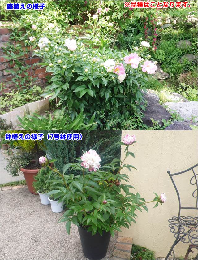 楽天市場 ボタン属 シャクヤク 芍薬 マーシャル4号ポット 産直花だん屋