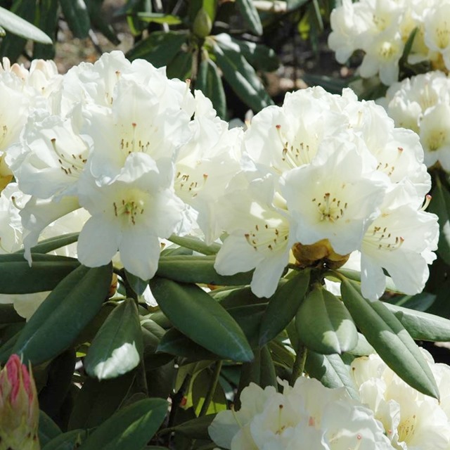 楽天市場】【ツツジ属】大株西洋石楠花 貴婦人5号ポット : 産直花だん屋