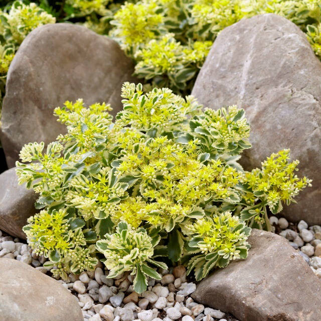 アルブム　ヒレブランディ セダム ヒレブランディ 【多肉植物 2.5号／1個～】｜ 【植物の