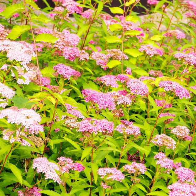 楽天市場】【シモツケ属】桜でまり・ピンクアイス（コデマリ斑入り葉