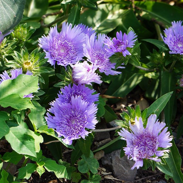 楽天市場】【ハイビスカス属】ハイビスカスNEWロングライフ