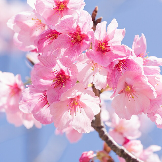 楽天市場】【サクラ属】高性桜鬱金桜（ウコン）5号Lポット(接木苗