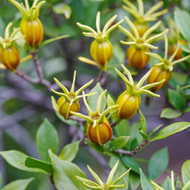 楽天市場】クチナシ 一重咲き 5号(15cm) 10株 高さ80cm 実成りクチナシ