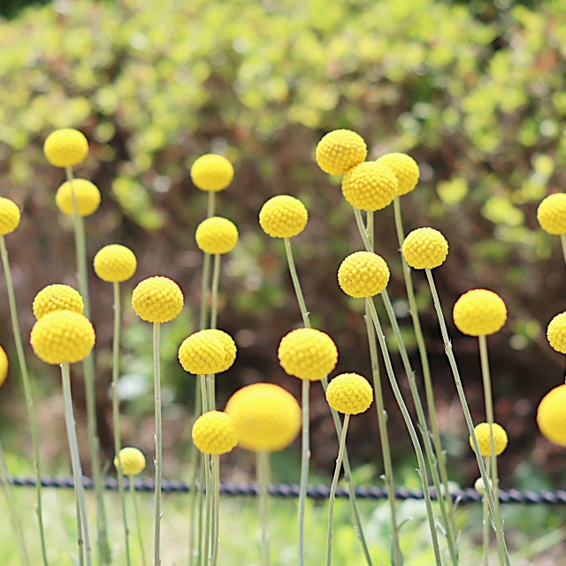 楽天市場】【ワレモコウ属】われもこう（吾亦紅）3号ポット : 産直花だん屋