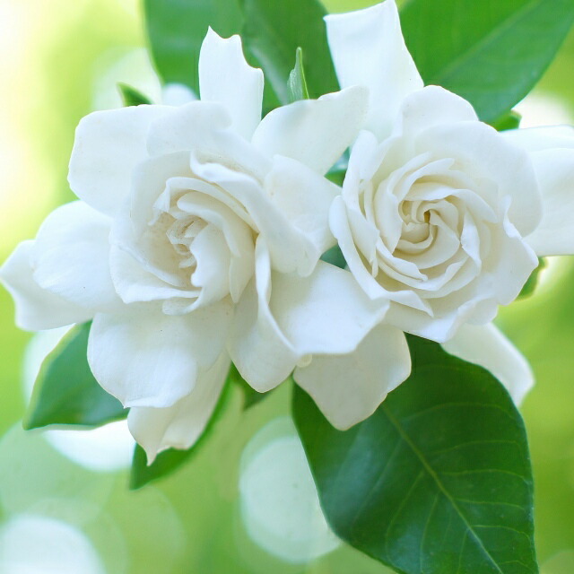 楽天市場】【ハイビスカス属】ハイビスカスNEWロングライフシリーズ