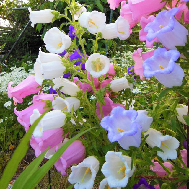 がーべらページ　3号鉢　ちょこん札付きポットごと クララ・ポット S | 穴あり | COVENT GARDEN Bazaar Online Shop