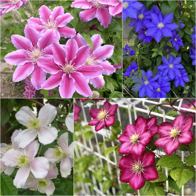 楽天市場】クレマチス ペパーミント6号 鉢花 ボリューム満点 四季咲き