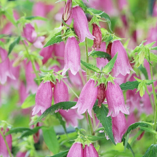 楽天市場】桃花二重咲きホタルブクロ 9cmポット苗 数量割引あり/ダブル