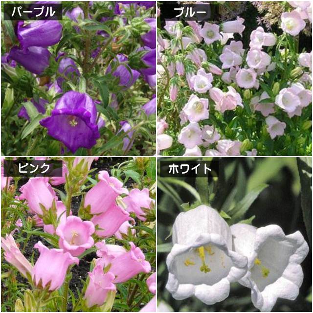 楽天市場 カンパニュラ属 カンパニュラ一重咲き3号ポット 産直花だん屋