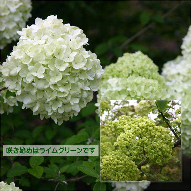 楽天市場】NEW!【現品・現物】マクロザミア・ムーレイ 10号 M6番