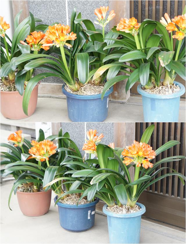 楽天市場 クンシラン属 クンシランオレンジ 5号ポット 産直花だん屋