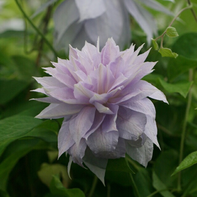 楽天市場 岐阜県東濃産 クレマチス属 早咲き八重パテンス系ベル オブ ウォッキング 3号ポット 産直花だん屋