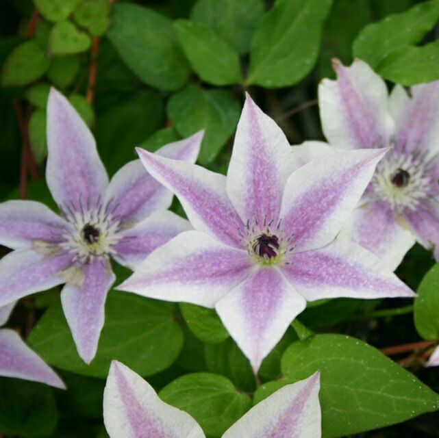 クレマチス　キングスドリーム　抜き苗　第４種発送 クレマチス キングスドリーム 抜き苗 第4種発送 - メルカリ