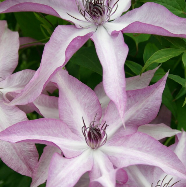 クレマチス　苗③ 楽天市場】常緑クレマチス フォステリー系 ピクシー 3号ポット苗