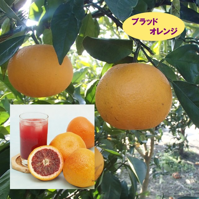 柑橘4年生　ブラッドオレンジ接木苗／タロッコ　樹高120cm 現品撮影 000000007898-01-m.jpg?t=