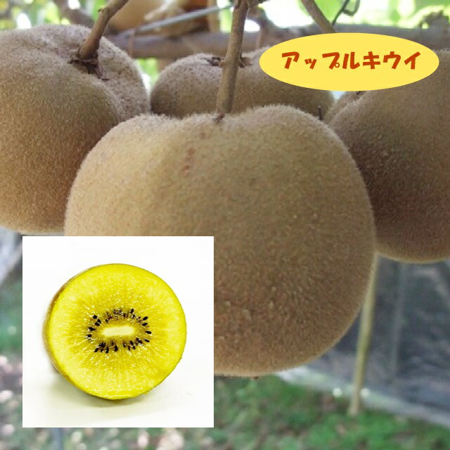 楽天市場 アクチニディア属 キウイ メス木 アップルキウイ 接木 ４号llポット 産直花だん屋