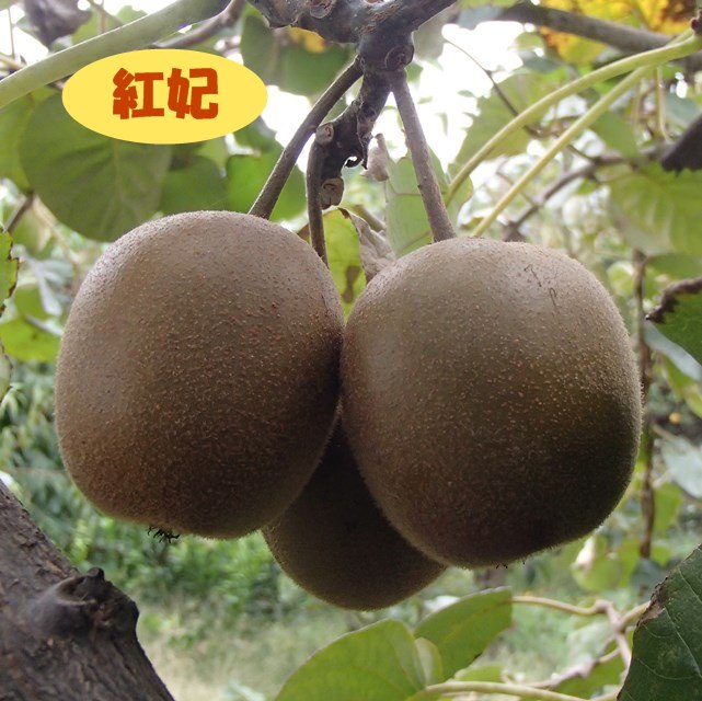 楽天市場 アクチニディア属 キウイ メス木 紅妃 赤身 接木 ４号llポット 産直花だん屋