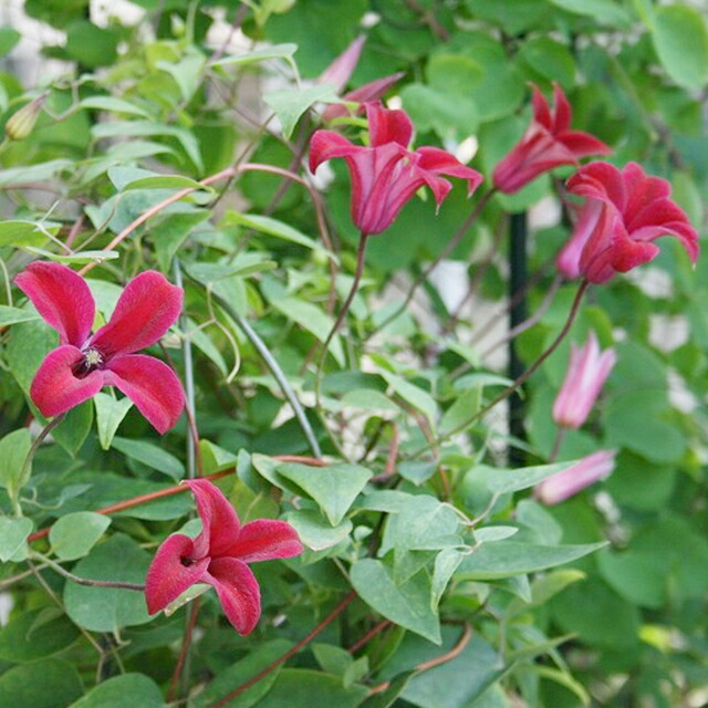 クレマチス　キングスドリーム　抜き苗　第４種発送 クレマチス 抜き苗 第4種発送 - メルカリ