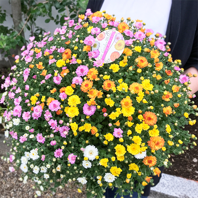 楽天市場 菊 ガーデンマム ジジ 三種寄せ植え 6号ポット 産直花だん屋