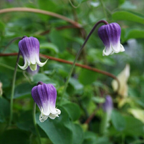楽天市場 クレマチス属 ヴィオルナ系キングス ドリーム 3号ポット 産直花だん屋