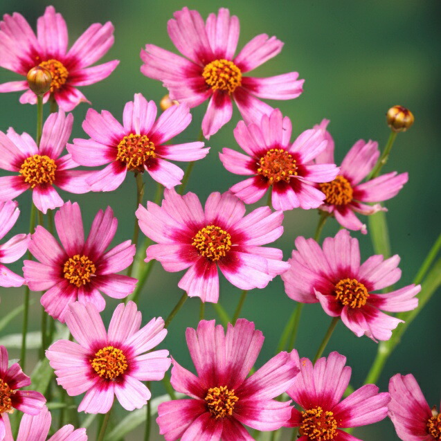 楽天市場 ヘリオプシス属 姫ひまわりサンバースト3号ポット 産直花だん屋