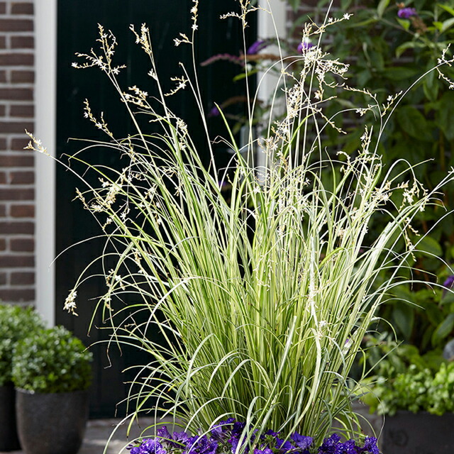 楽天市場】《苗》オリヅルラン 緑葉/ナカフヒロハオリヅルラン/ソトフ