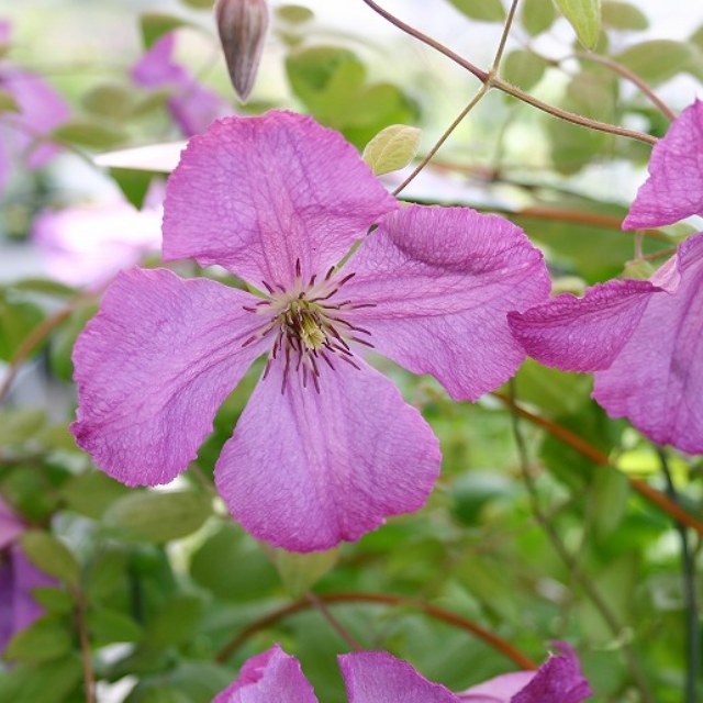 楽天市場】【クレマチス属】ヴィオルナ系キングス ドリーム 3号ポット