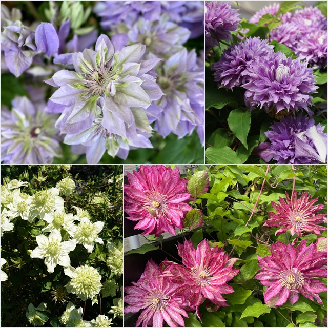 楽天市場】クレマチス ペパーミント6号 鉢花 ボリューム満点 四季咲き