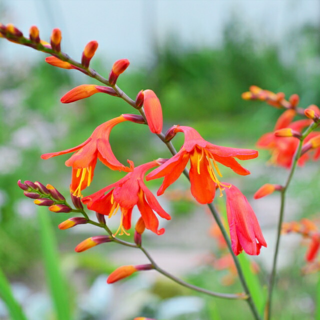 楽天市場】【ヒオウギ属】ダルマ日扇 4.5号ポット : 産直花だん屋