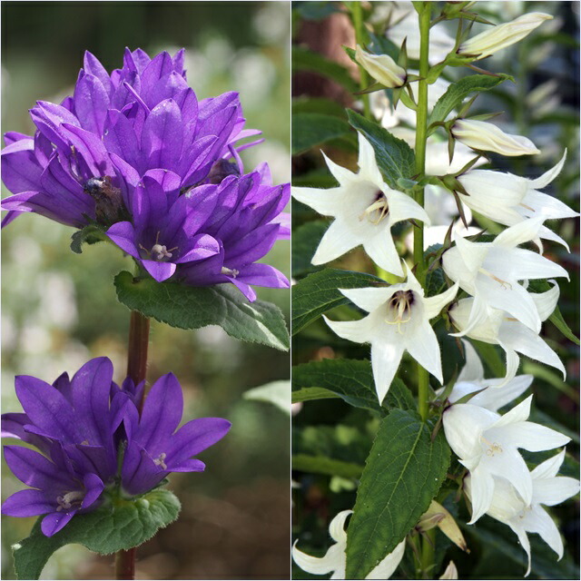 楽天市場】【ラバンドゥラ属】イングリッシュ系ラベンダーアラルディ