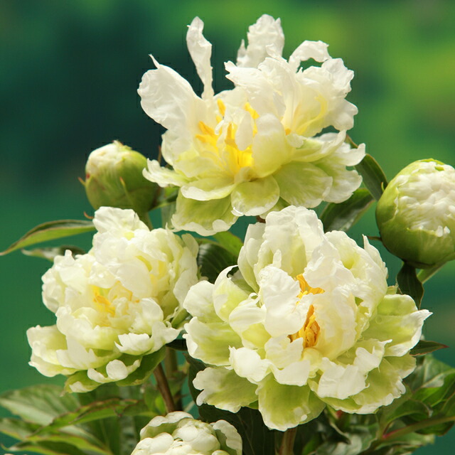 送料無料【ボタン属】アメリカシャクヤク（芍薬）グリーンハロー　3.5号角緑鉢